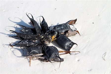 stingray - Skate egg cases, also called lost purses, devil's pocketbook, devil's purses and sailor's purses, which are the egg capsule of a stingray embryo, have washed up on the beach in a bundle. Photographie de stock - Aubaine LD & Abonnement, Code: 400-05275781