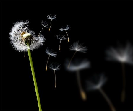 simsearch:700-00066683,k - dandelion in the wind on black background Photographie de stock - Aubaine LD & Abonnement, Code: 400-05275952