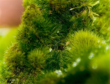 spores macro photography - Details of moss plants in the forest. Stock Photo - Budget Royalty-Free & Subscription, Code: 400-05276051