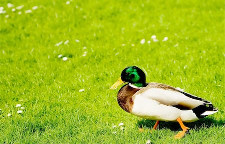 simsearch:400-08250522,k - A duck walking on a flower meadow in summer. Foto de stock - Super Valor sin royalties y Suscripción, Código: 400-05276052
