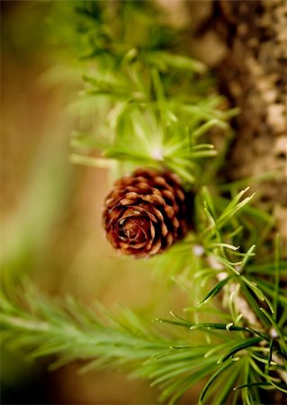 flor conífera - Detail of larch cones in the forest. Foto de stock - Royalty-Free Super Valor e Assinatura, Número: 400-05276072