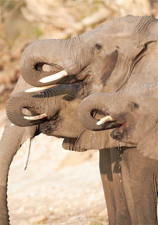 simsearch:400-04751243,k - A herd of African elephants (Loxodonta Africana) on the banks of the Chobe River in Botswana drinking water Photographie de stock - Aubaine LD & Abonnement, Code: 400-05276237