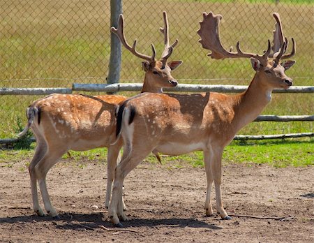 fallow farms - Two fallow deer in a pen Stock Photo - Budget Royalty-Free & Subscription, Code: 400-05276403