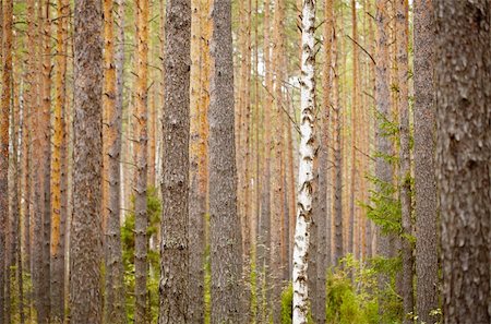 pine tree one not snow not people - One birch among the pine forest - the background Stock Photo - Budget Royalty-Free & Subscription, Code: 400-05276410
