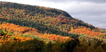 The beautiful fall colors on the side of a mountain. Fotografie stock - Microstock e Abbonamento, Codice: 400-05276427