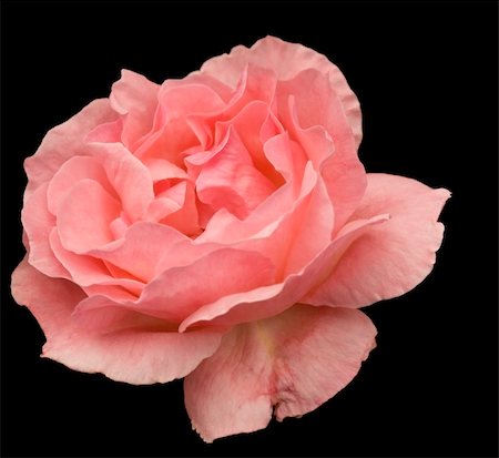 sherjaca (artist) - pink rose flower blossom closeup isolated on black  background Foto de stock - Royalty-Free Super Valor e Assinatura, Número: 400-05276421