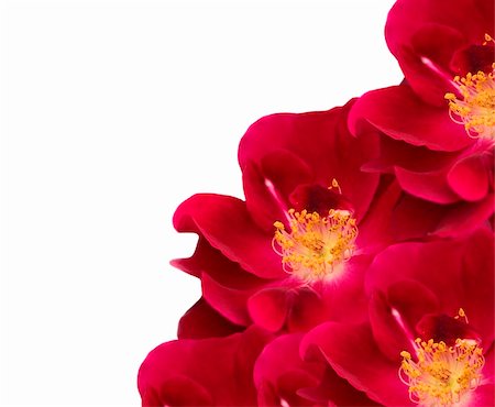 flower border design of rose - red rose flower blooms isolated on white background Stock Photo - Budget Royalty-Free & Subscription, Code: 400-05276422