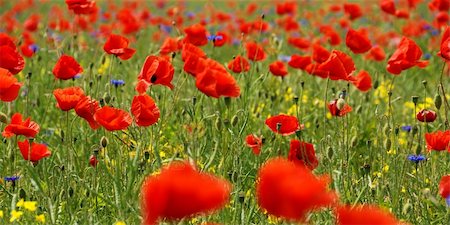 simsearch:400-04751722,k - red poppies on a green field Stock Photo - Budget Royalty-Free & Subscription, Code: 400-05276461