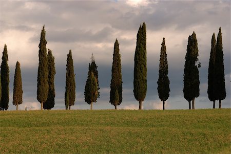 A group of typical cypress in the tuscan region Stock Photo - Budget Royalty-Free & Subscription, Code: 400-05276462