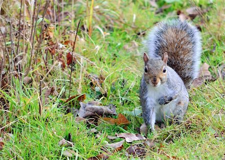 simsearch:400-03936928,k - A gray squirrel standing in the grass. Fotografie stock - Microstock e Abbonamento, Codice: 400-05276577