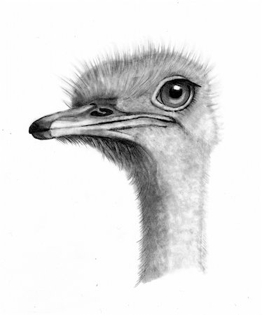 My realism pencil drawing of an ostrich head. Stock Photo - Budget Royalty-Free & Subscription, Code: 400-05276586