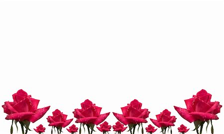 rose flower pattern floral card border on white background for greeting Stockbilder - Microstock & Abonnement, Bildnummer: 400-05276641