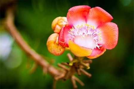 A beautiful macro shot of a flower from the unusual  cannonball tree (Couroupita guianensis) Stock Photo - Budget Royalty-Free & Subscription, Code: 400-05276961