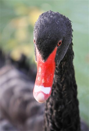 simsearch:400-04490293,k - black swan in to the pond. Asñania-Nova. Ukraine Stockbilder - Microstock & Abonnement, Bildnummer: 400-05277019