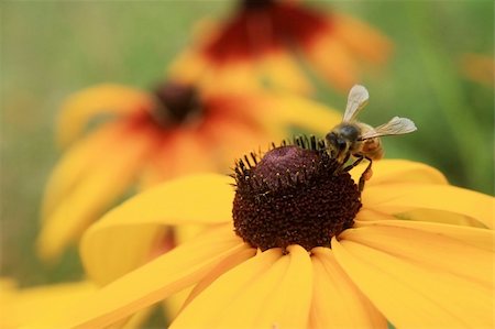 Bee on a flower Photographie de stock - Aubaine LD & Abonnement, Code: 400-05277047