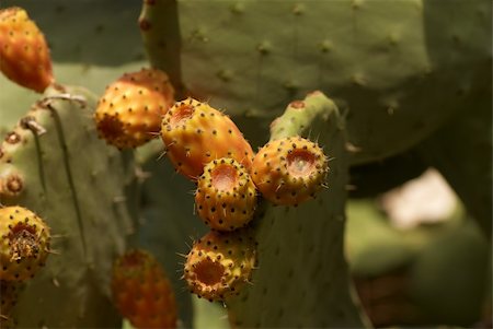 Several ripe prickly pears on the cactus Stock Photo - Budget Royalty-Free & Subscription, Code: 400-05277164