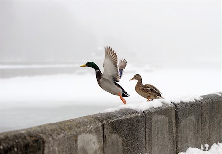 Ducks wintering on the river in the city, takes off from the parapet. Photographie de stock - Aubaine LD & Abonnement, Code: 400-05277226