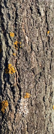 Tree bark background Stock Photo - Budget Royalty-Free & Subscription, Code: 400-05277384