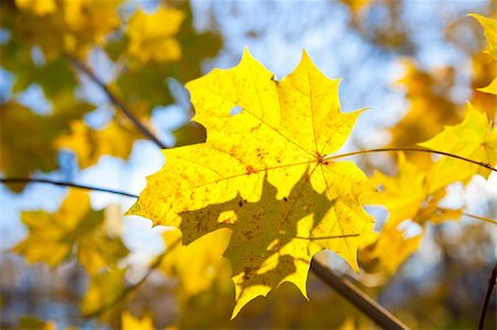 Maple tree in beautiful autumn colors. Sunny autumn day. Stock Photo - Budget Royalty-Free & Subscription, Code: 400-05277485