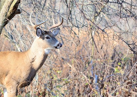 Whitetail deer buck standing in the woods in the Autumn rutting season. Stockbilder - Microstock & Abonnement, Bildnummer: 400-05277640