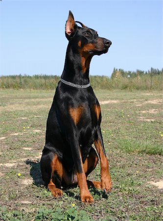 portrait of a purebred doberman pinsher Fotografie stock - Microstock e Abbonamento, Codice: 400-05277846