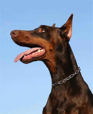 dobermann pinscher - portrait of a purebred doberman pinsher Foto de stock - Super Valor sin royalties y Suscripción, Código: 400-05277847