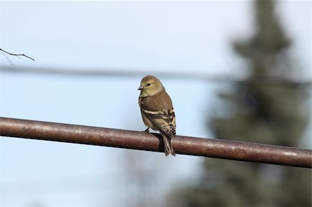 simsearch:400-08073194,k - Non-breeding male American Goldfinch sitting on a feeder perch Photographie de stock - Aubaine LD & Abonnement, Code: 400-05277883
