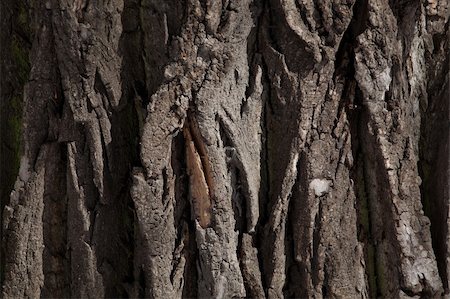 simsearch:400-05890753,k - Tree bark Photographie de stock - Aubaine LD & Abonnement, Code: 400-05278235