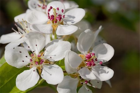 delphinium - Blossoming a spring cherry Fotografie stock - Microstock e Abbonamento, Codice: 400-05278240