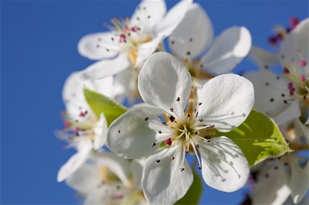 delphinium - Blossoming a spring cherry Fotografie stock - Microstock e Abbonamento, Codice: 400-05278242