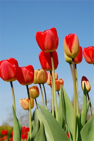 Beautiful red and yellow tulips Stock Photo - Budget Royalty-Free & Subscription, Code: 400-05278266