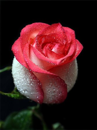 white with red border rose on black background Stock Photo - Budget Royalty-Free & Subscription, Code: 400-05278379