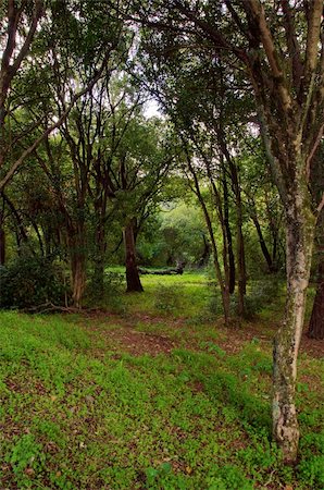 sloun (artist) - portugal forest nature trees green woods landscape Stockbilder - Microstock & Abonnement, Bildnummer: 400-05278553