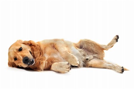 simsearch:400-04283000,k - purebred golden retriever laid down in front of a white background Stock Photo - Budget Royalty-Free & Subscription, Code: 400-05279010