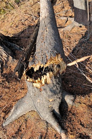 Broken tree photographed sunny autumn day. Aftermath of summer fires in Russia. Stock Photo - Budget Royalty-Free & Subscription, Code: 400-05279122