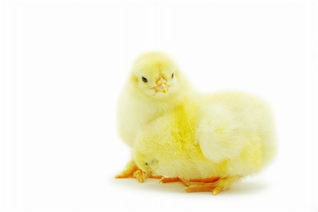 simsearch:400-05194519,k - Cute little baby chicken isolated on white background Foto de stock - Super Valor sin royalties y Suscripción, Código: 400-05279177