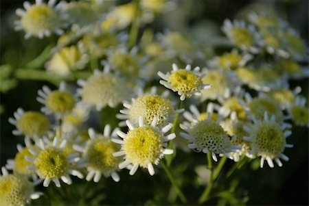 simsearch:400-05245245,k - beautiful flower chrysanthemum. Close-up Foto de stock - Super Valor sin royalties y Suscripción, Código: 400-05279255