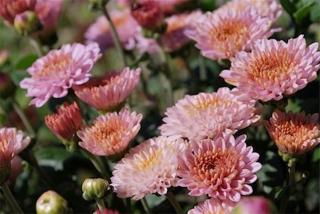 simsearch:400-05245245,k - autumn chrysanthemum background Foto de stock - Super Valor sin royalties y Suscripción, Código: 400-05279256