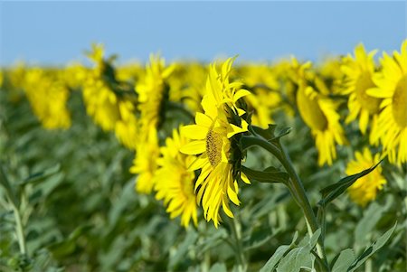 simsearch:400-05682398,k - yellow sunflowers Stock Photo - Budget Royalty-Free & Subscription, Code: 400-05279270