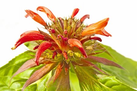 a blooming Bergamot, medicine plant of the american native Photographie de stock - Aubaine LD & Abonnement, Code: 400-05279444