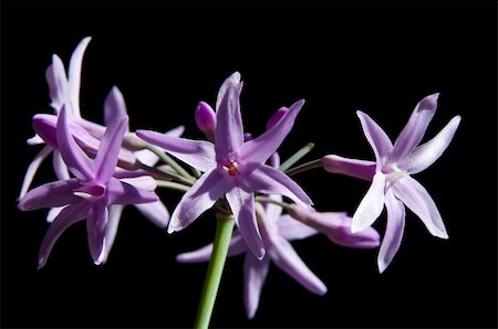 wild garlic of South-Africa Stock Photo - Budget Royalty-Free & Subscription, Code: 400-05279479