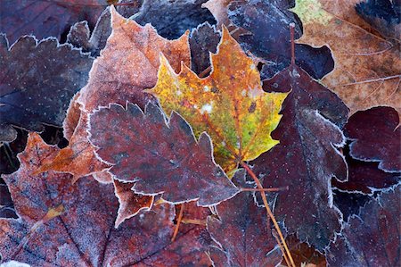 Colorful autumn leaves with hoar frost Stock Photo - Budget Royalty-Free & Subscription, Code: 400-05279517