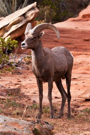 simsearch:400-04262308,k - Desert Big Horn Ram Sheep in Utahâ??s Zion National Park Stock Photo - Budget Royalty-Free & Subscription, Code: 400-05279555