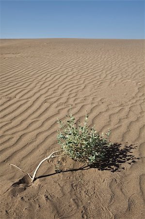 Plant in dunes Stock Photo - Budget Royalty-Free & Subscription, Code: 400-05279629