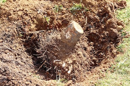 simsearch:400-08334430,k - felled tree roots removed soil sand on garden nature consevation metaphor Fotografie stock - Microstock e Abbonamento, Codice: 400-05279668