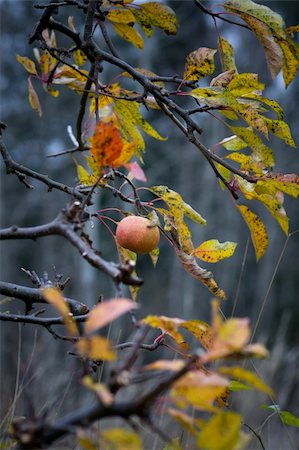 simsearch:400-04904209,k - Single apple in a tree the fall Photographie de stock - Aubaine LD & Abonnement, Code: 400-05270002