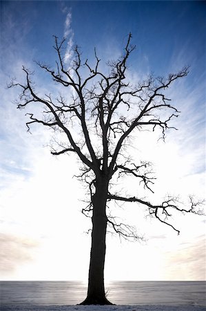 solitaire - silhouette of bare tree against blue sky Stock Photo - Budget Royalty-Free & Subscription, Code: 400-05270003