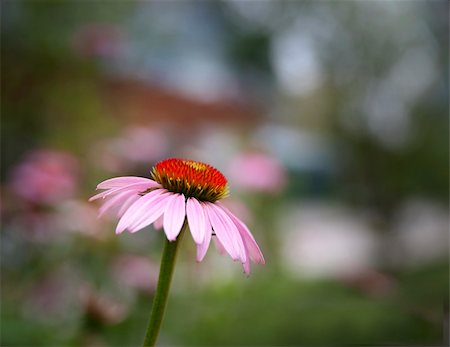 simsearch:400-07175956,k - Close up of echinacea flower with blurred green background Stock Photo - Budget Royalty-Free & Subscription, Code: 400-05270078