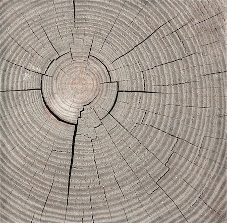 simsearch:400-08110547,k - Annual rings and cracks in old wood Stock Photo - Budget Royalty-Free & Subscription, Code: 400-05270071