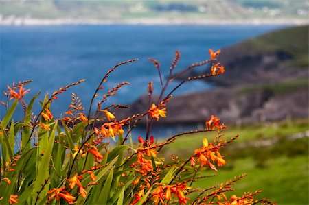 family ireland - wildflowers near the coast in Ireland Stock Photo - Budget Royalty-Free & Subscription, Code: 400-05270107